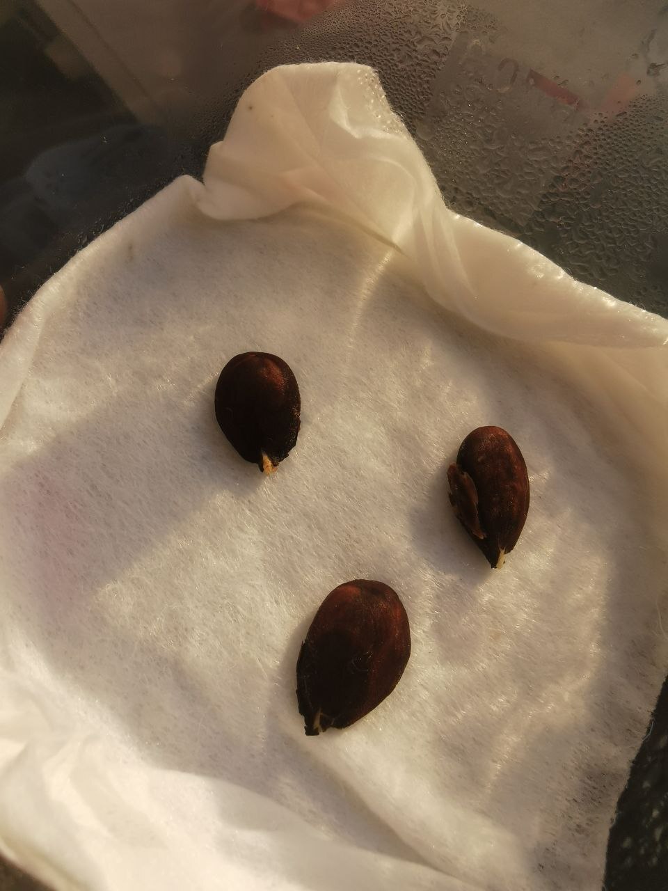 Очередная проверочка в лучах закатного солнца..