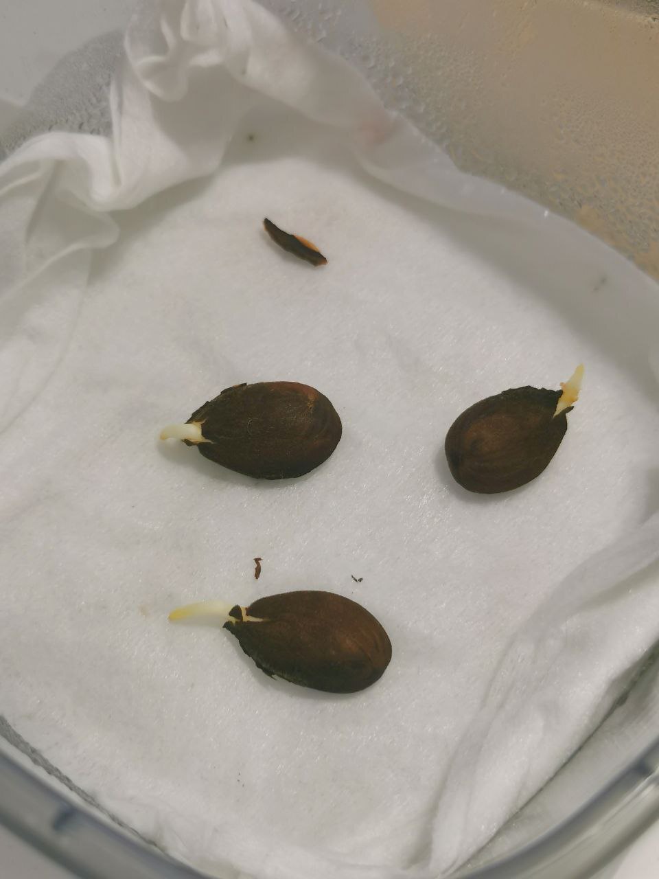 Лежат, писками меряются! От одного кстати кожура отпала наконец-то сама. :D