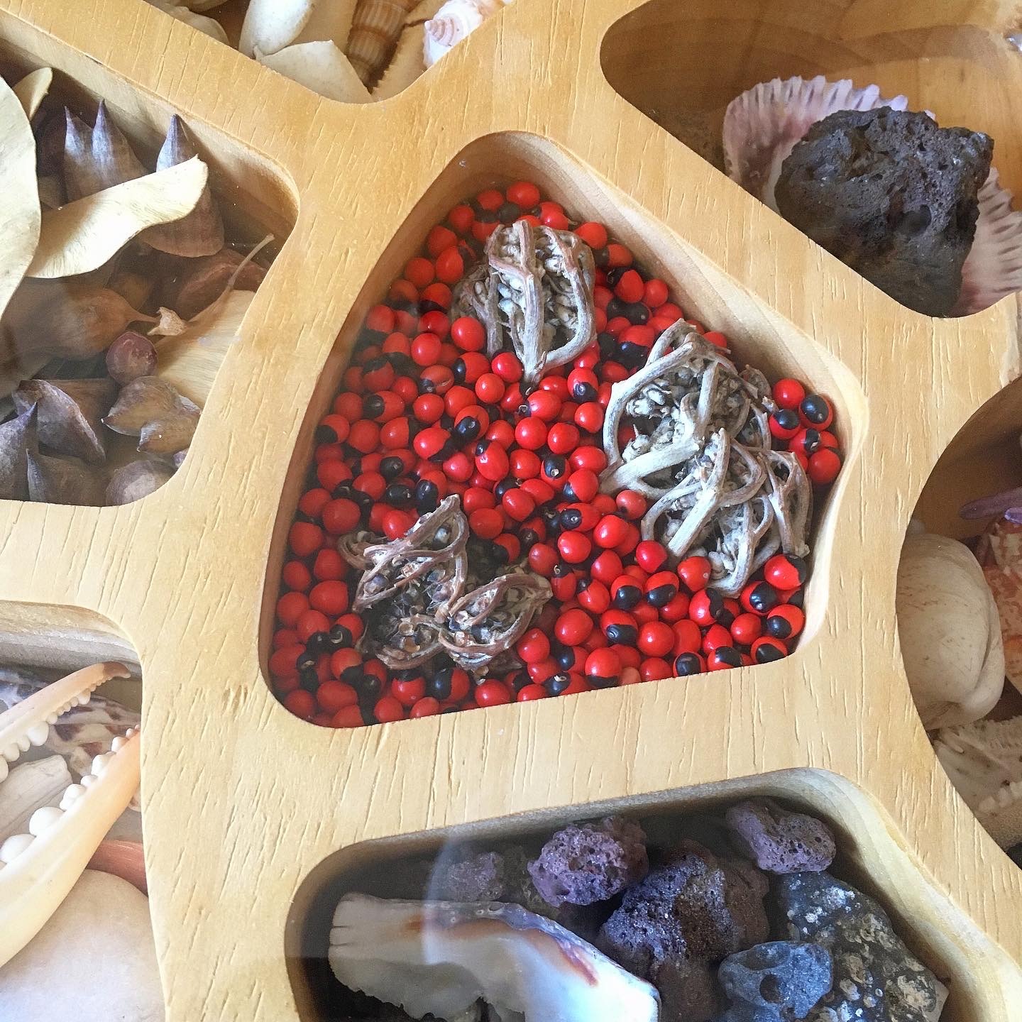 Семена абруса молитвенного и веточки иерихонской розы из Египта. Внизу краешек ячейки с вулканической лавой и пластинкой морского моллюска с Галапагосских островов