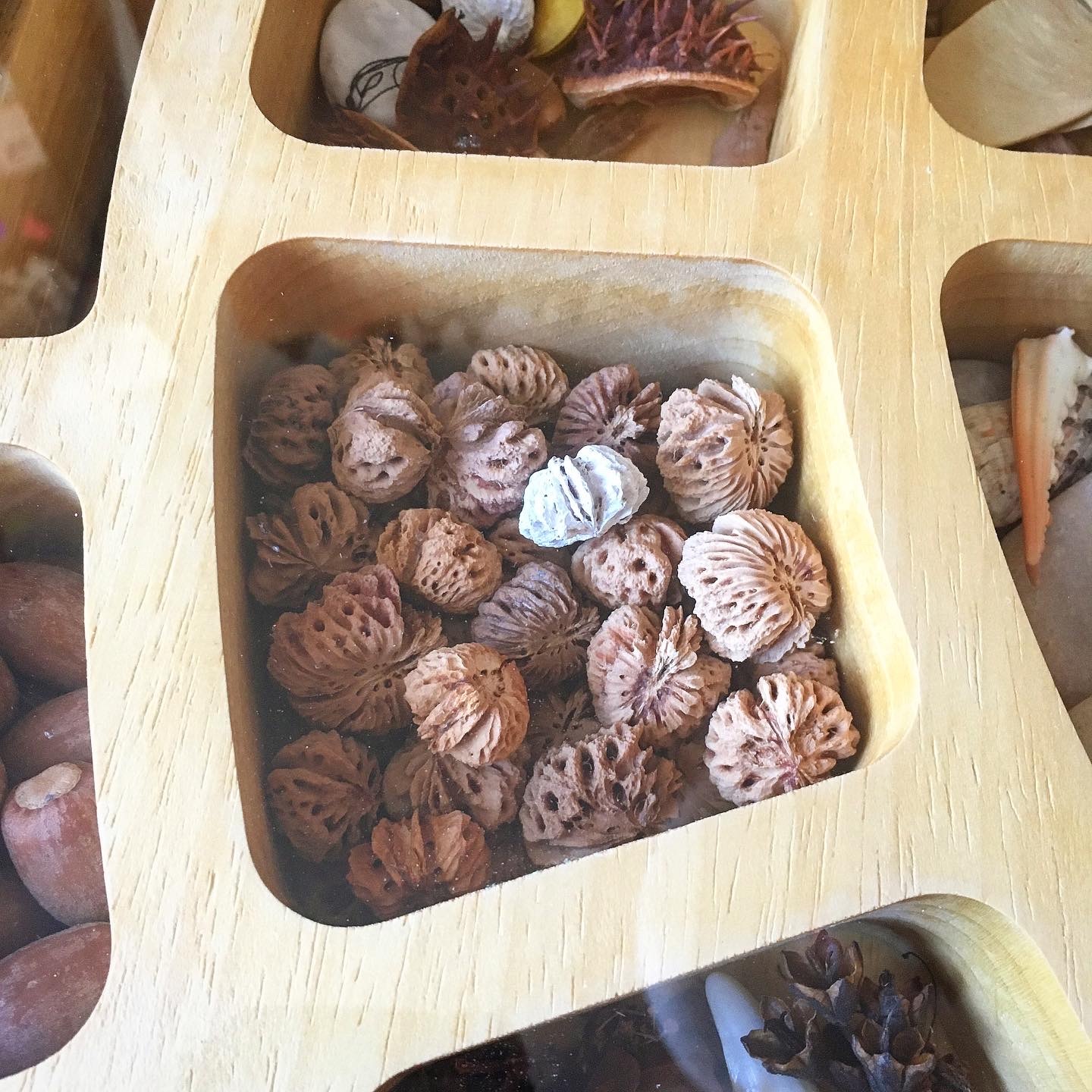 Косточки плоских персиков. Не из путешествий. Просто текстура и форма понравилась.