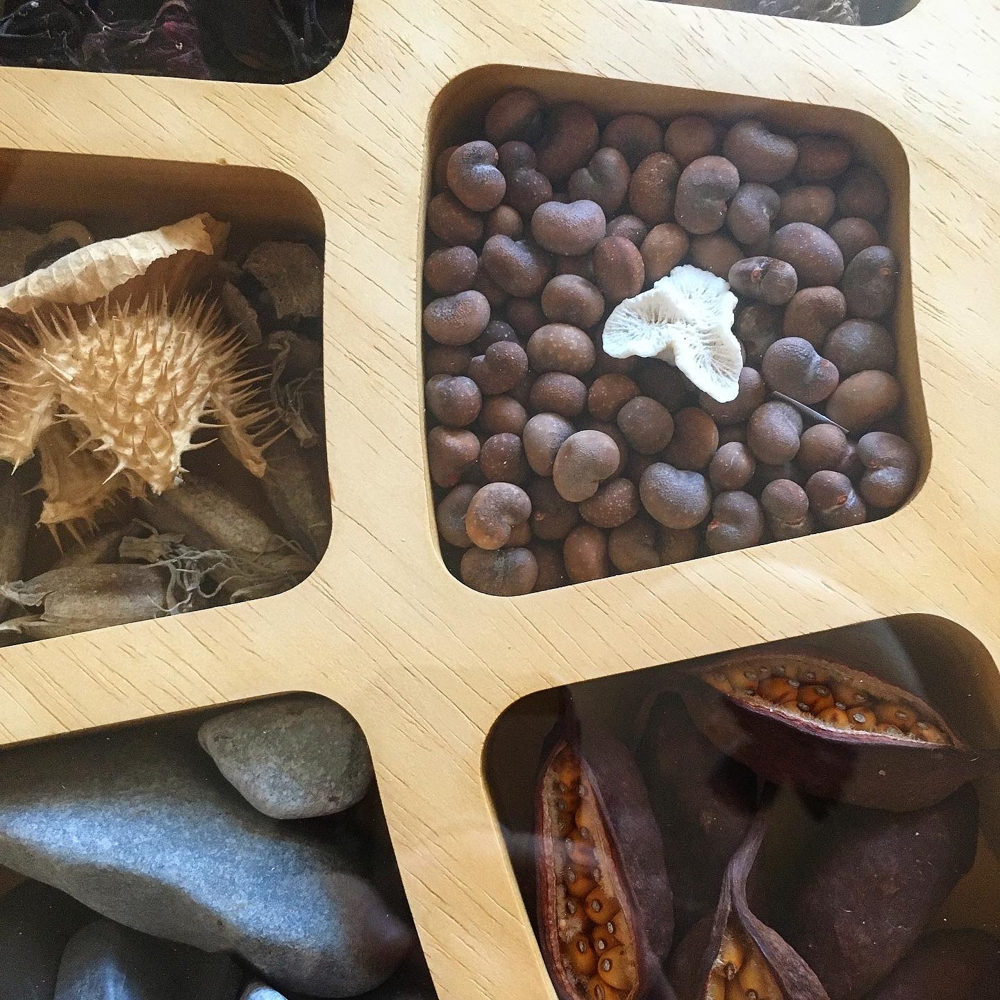 Коробочка дурмана и семенные коробочки агавы из Турции, семена баобаба и окатыш коралла с побережья Кении, камни с побережья Ирландии, семенные коробочки брахихитона из Испании