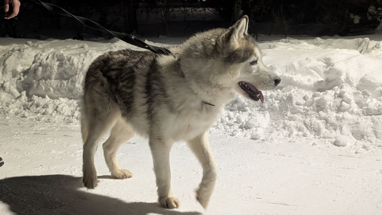 Лохматый красавец.