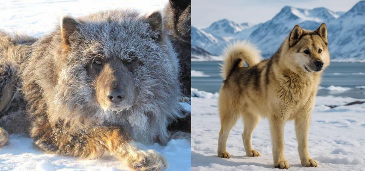 Слева таймырская собака (тоже потомок таймырского волка), справа гренландский хаски