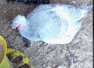 поза-приглашение