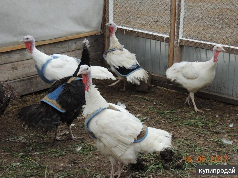 модные индюшки в жилетах