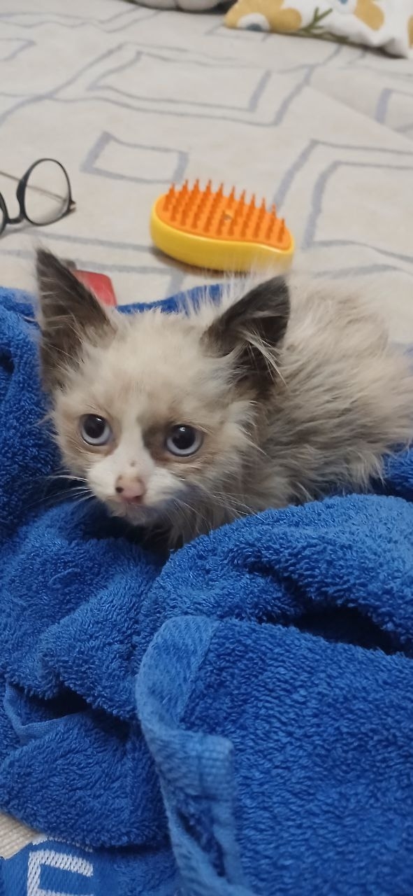 Уже отмыт и накормлен