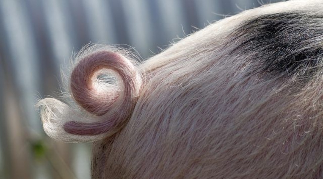 У этой свиньи "всё заебись!"(фото с интернета)