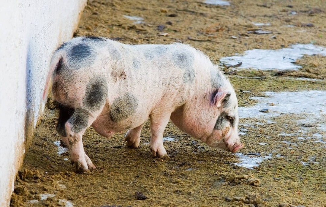 А у этого что-то плохо самочувствие, надо бы его отбить на карантин, смотреть за ним в оба, да подлечить. (фото с интернета).